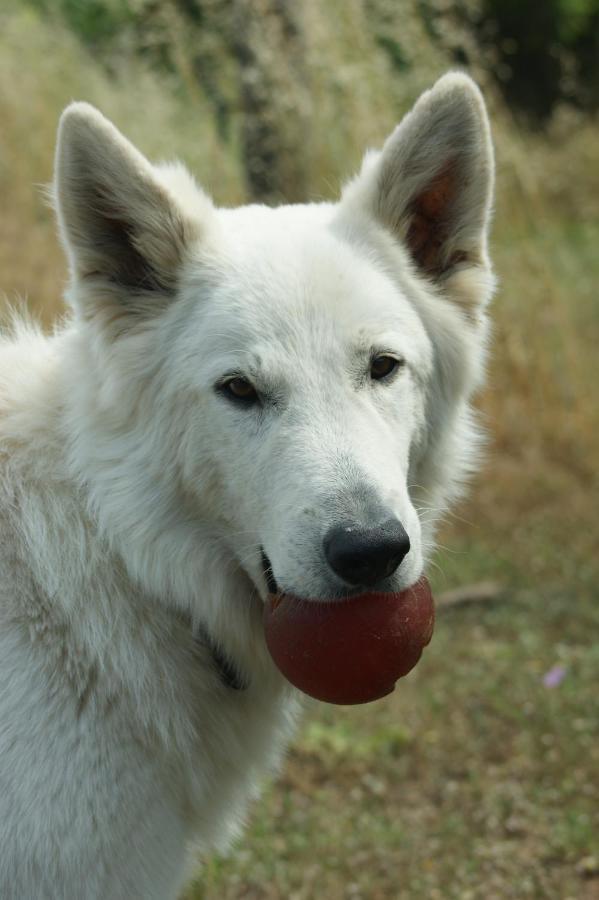 Mas Del Llop Blanc - Dog Friendly Hostal Rural - B&B Sobrestany Εξωτερικό φωτογραφία